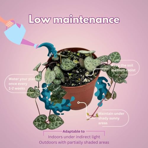 BubbleBlooms String of Hearts Ceropegia woodii in a 2 inch Pot