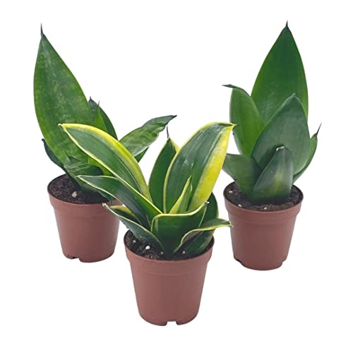 BubbleBlooms Sansevieria Trifasciata Assortment 3 Different Dwarf Rosette-Shaped Snake Plants in 2 inch pots