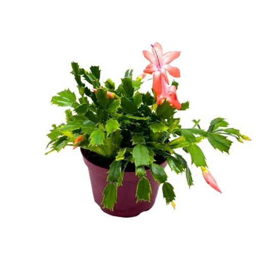 BubbleBlooms Christmas Cactus, 6 inch Holiday Cactus Thanksgiving Cactus, Crab Cactus, Easter Cactus, Seasonal Flowering