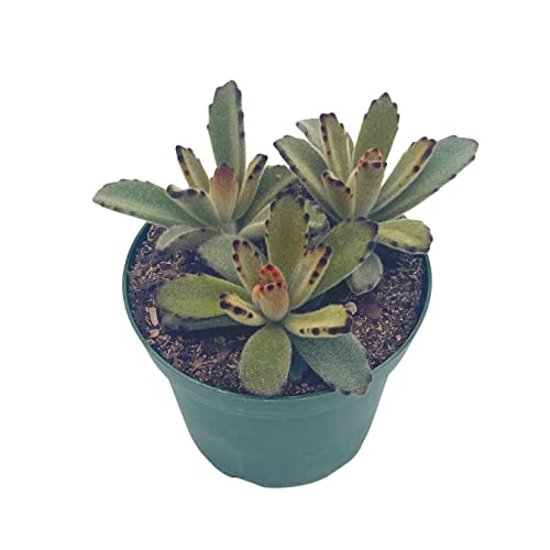 BubbleBlooms Chocolate Solider in a 4 inch Pot Kalanchoe Tomentosa Velvet Panda Plush Plant