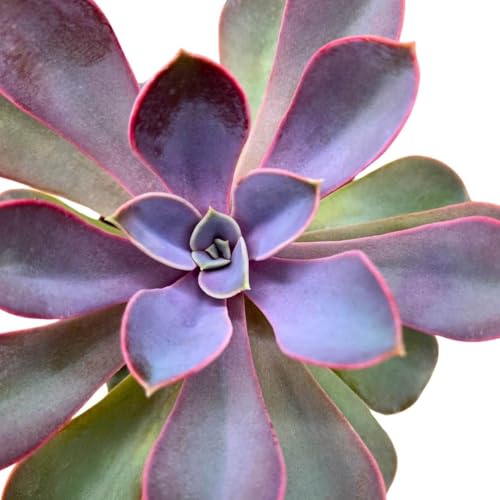 BubbleBlooms Echeveria Purple Pearl in a 3 inch Pot