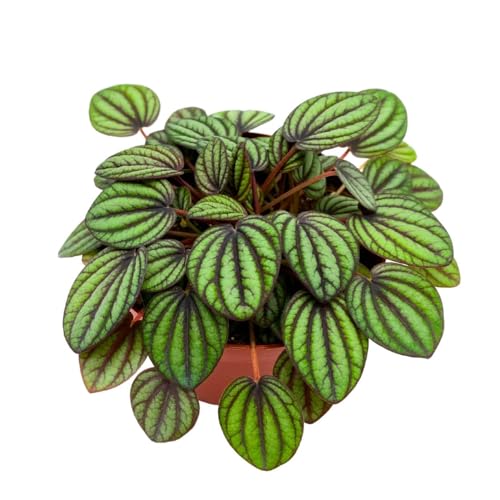 Harmony Foliage Peperomia Piccolo Banda 4 inch Peacock Peperomia albovittata