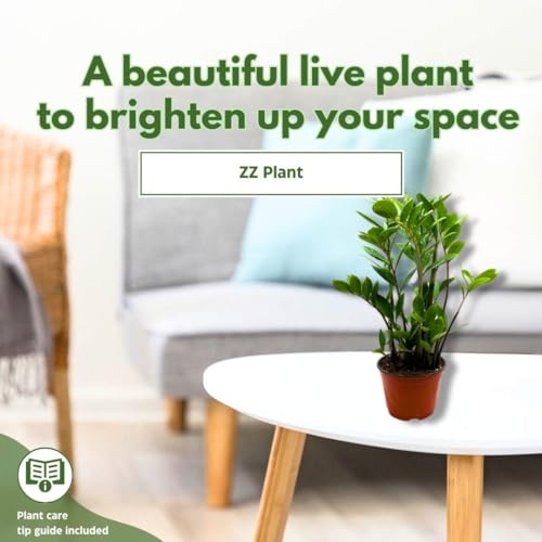 BubbleBlooms ZZ Plant, Zamioculcas zamiifolia 6" Pot, Healthy aroid Palm, Eternity Plant