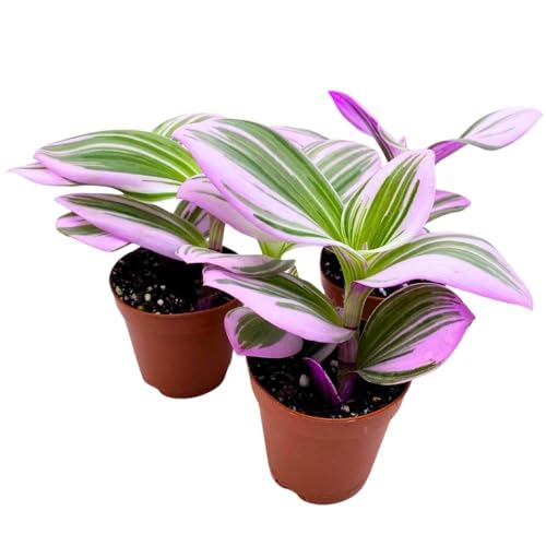 BubbleBlooms Tradescantia Nanouk 2 inch Set of 3 Fantasy Venice Wandering Dude Albiflora Spiderwort Tiny Mini Pixie