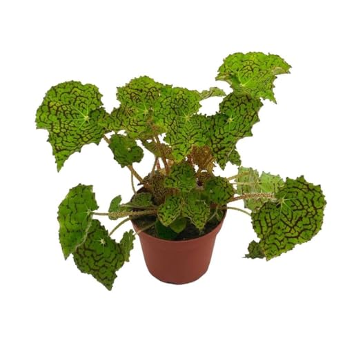 Deco Checks, Green Rhizomatous Begonia Rhizo, 4 inch Painted-Leaf Begonia, Variegated