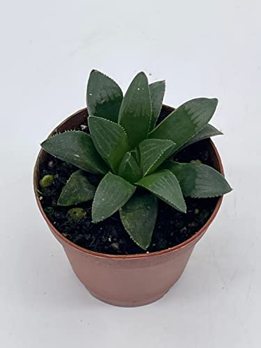 BubbleBlooms African Emeralds, in a 2 inch Pot Rare Haworthia Retusa