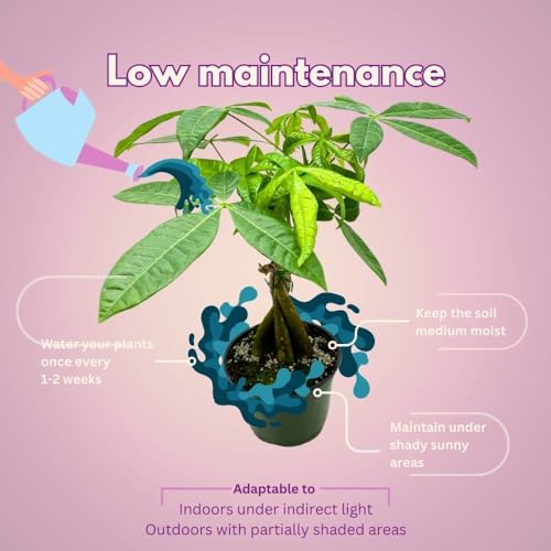 BubbleBlooms Braided Money Tree Pachira aquatica in a 6 inch Pot Water Chestnut Plant