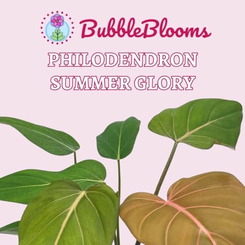 BubbleBlooms Philodendron Summer Glory 6 inch McColley's Finale X Gloriosum Hybrid, Rare Philo