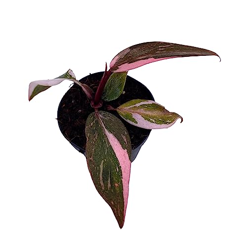 BubbleBlooms Pink Princess Philodendron, Blushing Philodendron, Philodendron Erubesens Hybrid in 2 inch Pot