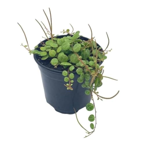 BubbleBlooms String of Turtles, Peperomia prostrata, Live in a 4 inch Pot