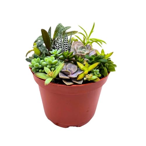 BubbleBlooms Succulent Arrangement in a 6 inch Pot Unique Hand Crafted Plant Designs