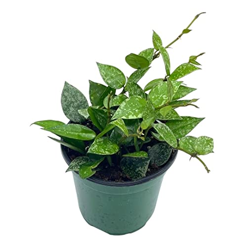 BubbleBlooms Hoya Krohniana in a 4 inch Pot Silver Splash Variegated, Rare Hoya