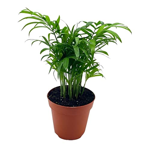 BubbleBlooms Bamboo Palm in 4 inch Pot, Chamaedorea Parlor Palm, Clustered Reed Cane Palm