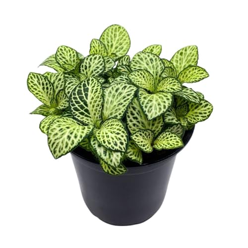 BubbleBlooms White Star Fittonia Albivenis Nerve Plant in a 4 inch Pot Silver Net Leaf, Mosaic Jewel Creeping Indoor Plant Argyroneura