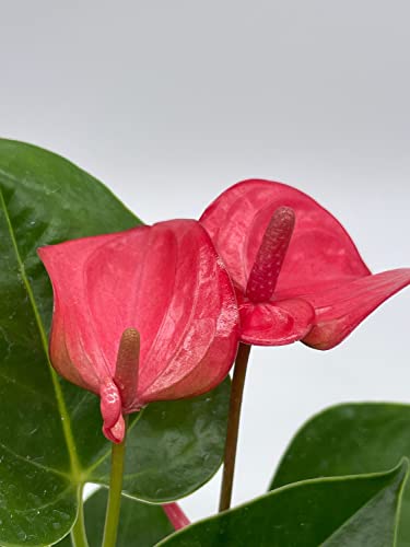 BubbleBlooms Anthurium Pink Flamingo Lily in 4 inch Pot