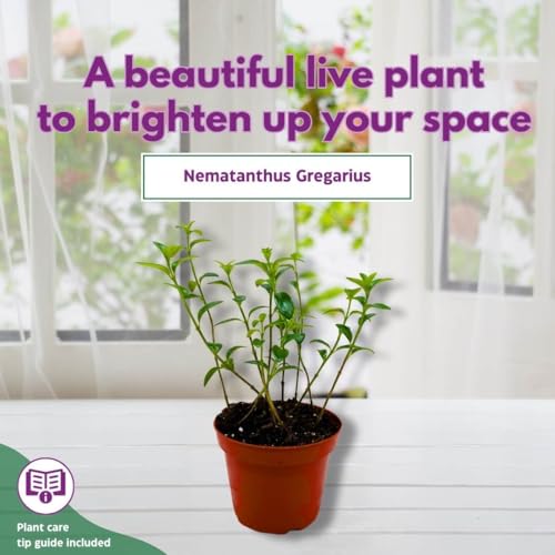 Harmony Foliage Columnea Nematanthus California Gold in a 4 inch Pot