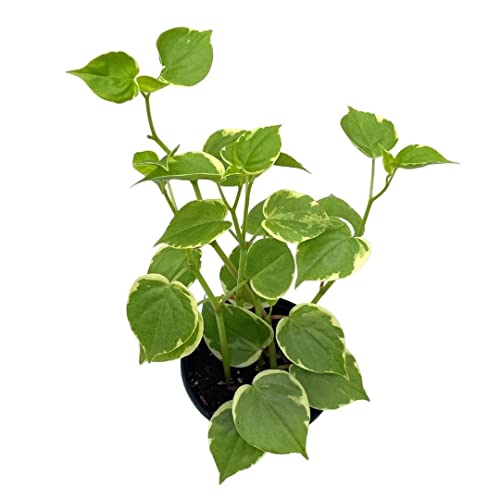 BubbleBlooms Cupid Peperomia, Variegated Peperomia Serpens in a 4 inch Pot Heart-Shaped Leaves