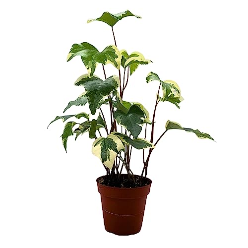 BubbleBlooms Variegated Algerian Ivy, Hedera Algeriensis, Canary Island Ivy, Canary Ivy, Madeira Ivy in 4 inch Pot