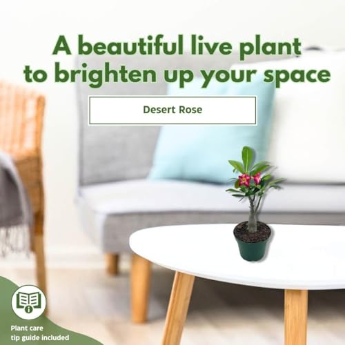 BubbleBlooms Desert Rose in a 4 inch Pot Adenium Obesum, White and Pink Flower