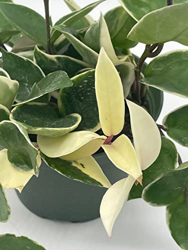BubbleBlooms Hoya Carnosa Krimson Queen, Variegated Tricolor in a 6 inch Pot