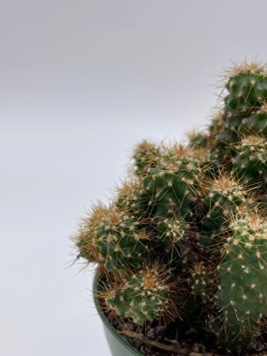 BubbleBlooms Peruvian Apple Cactus, Cereus repandus, in 4 inch Pot, Crested, Clumped Rare Cacti