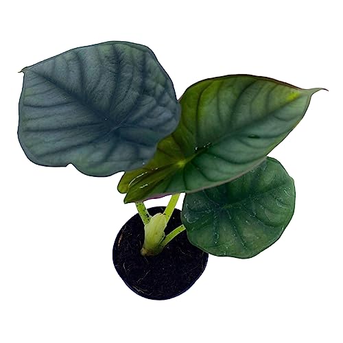 BubbleBlooms Alocasia Nebula, Nebula Imperialis, Black Diamond, Silver Plant, Alocasia Silver Nebula, Elephant Ear Plant in 2 inch Pot