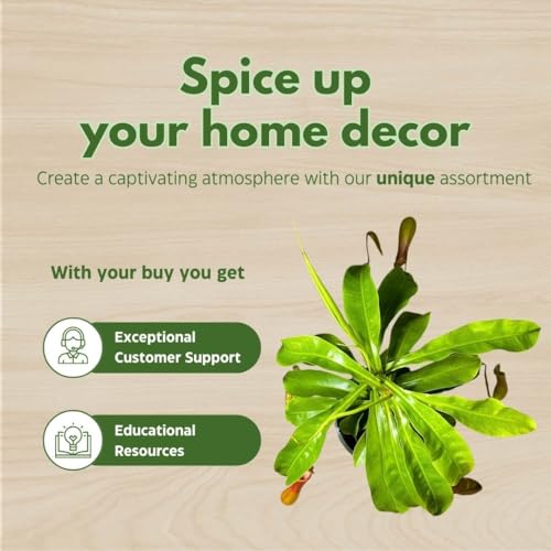 BubbleBlooms Carnivorous Plant Nepenthes Winged Pitcher 6 inch HB