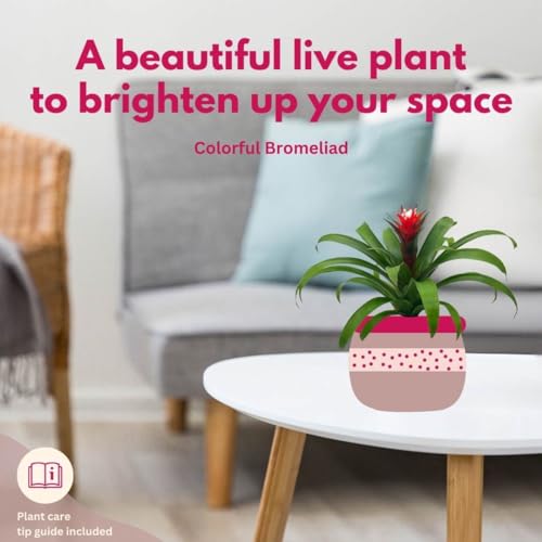 BubbleBlooms Colorful Bromeliad Assortment, 4 inch Set of 3, Guzmania Variety