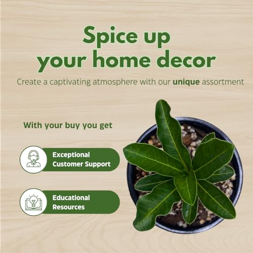 BubbleBlooms Desert Rose Julius Caesar in a 4 inch Pot Extremely Rare Flower