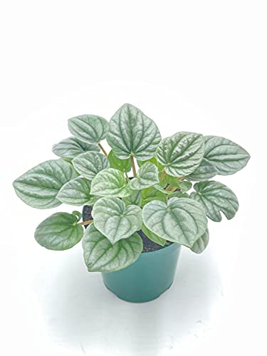 Generic Emerald Ripple Peperomia, Emerald Ripple Pepper, Platinum, Ivy-Leaf Peperomia, Green Ripple Peperomia, Peperomia caperata Yunck,4 inch Small