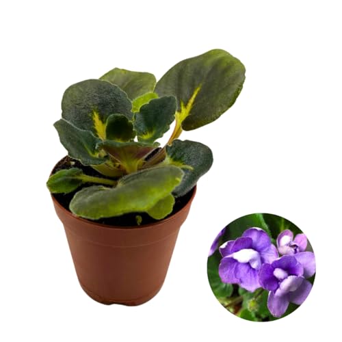 Harmony Foliage Mini African Violet Mini Minx, 2 inch Purple Flower