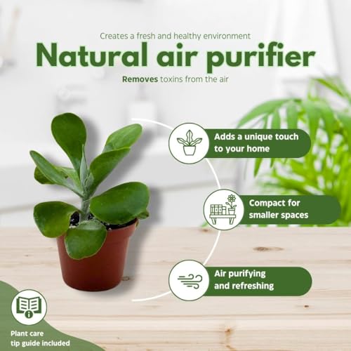 BubbleBlooms Flapjack Succulent Kalanchoe in a 3 inch Pot