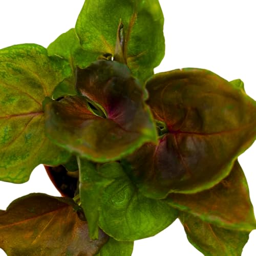 BubbleBlooms Syngonium Red Allusion in a 2 inch Pot Tiny Mini Pixie Plant