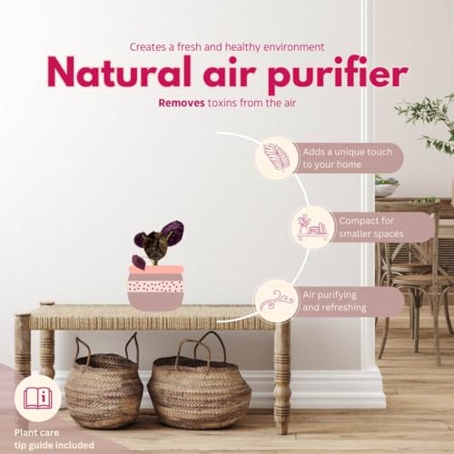 BubbleBlooms Alocasia Red Secret, Elephant Ear in 2 inch Pot