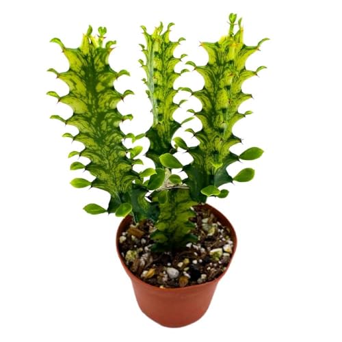 BubbleBlooms Tricolor Variegated Euphorbia Trigona, 2.5 inch, Green & White African Milk Tree