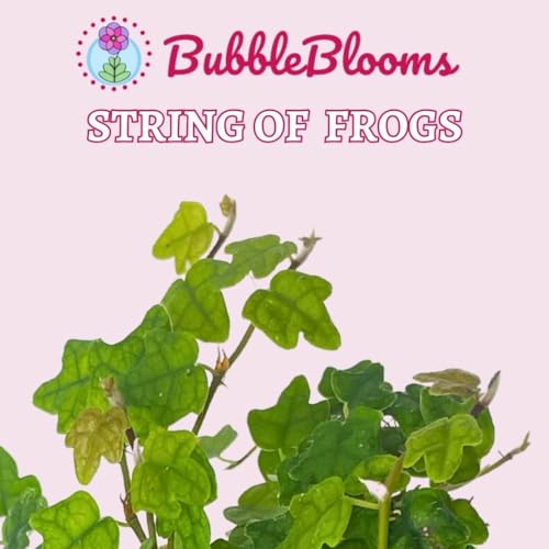 BubbleBlooms String of Frogs 2 inch Set of 3 Ficus Quercifolia Miniature Oakleaf Fig Tiny Mini Pixie Plants