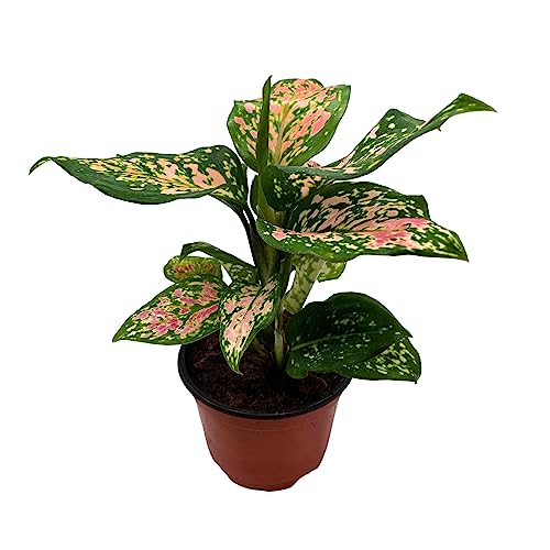 BubbleBlooms Aglaonema Pink Dalmation Chinese Evergreen Lady Valentine in 4 inch Pot
