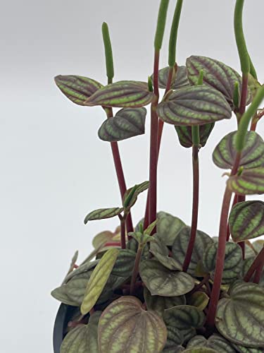 BubbleBlooms Peperomia Piccolo Banda, albovittata, in a 4 inch Pot, Rare Pep
