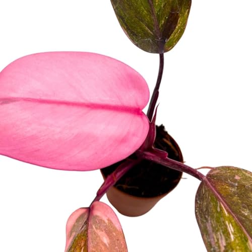 BubbleBlooms Philodendron Pink Naomi 2 inch Pink Princess