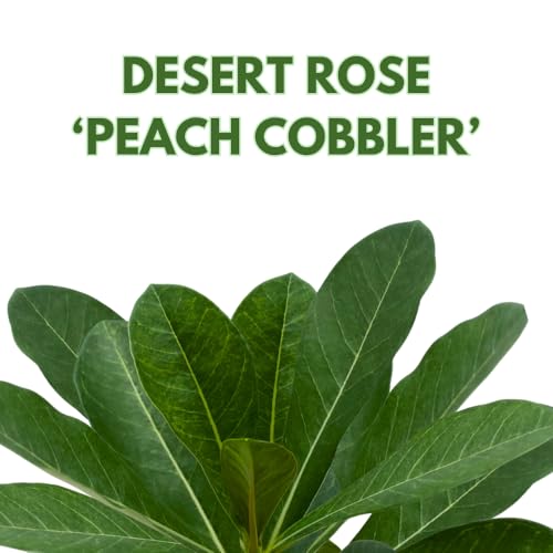 BubbleBlooms Desert Rose Peach Cobbler in a 4 inch Pot Extremely Rare Flower