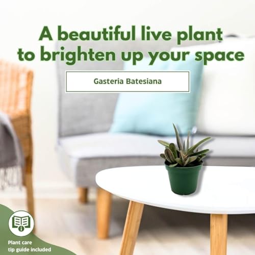 BubbleBlooms Gasteria batesiana Cow Tongue, in a 4 inch Pot