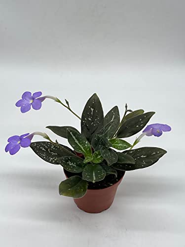 Harmony Foliage michaelmoelleria vietnamensis, Big Mike, in a 4 inch Pot New Genus