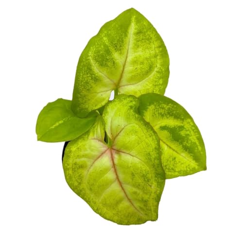 BubbleBlooms Gold Allusion Syngonium, 2 inch Golden Allusion Arrow Head Vine