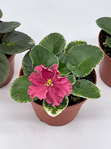 Harmony Foliage Harmony's African Violet Assortment Set, 4 inch pots 3 Different African Violets Gesneriad Plants