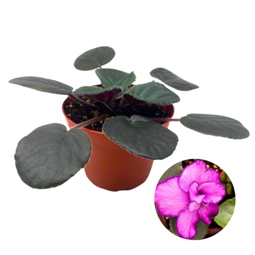 Harmony Foliage African Violet Buckeye Kindred Spirit 4 inch Pink Flower