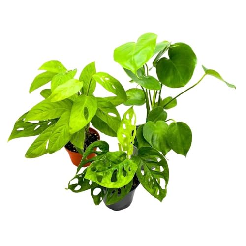 BubbleBlooms Monstera Assortment, 4 inch Set of 3 Different Monsteras, Swiss Cheese, Deliciosa, Minima, Narrow