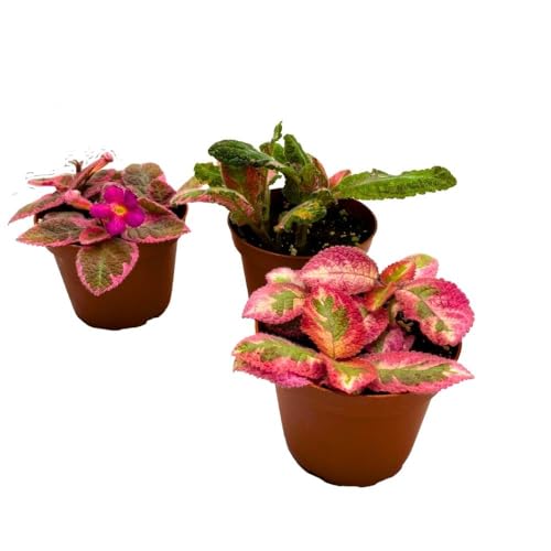 Harmony Foliage Harmony's Rare Episcia Gesneriad assorment, 2 inch Set of 3 Rare Pink Flame Violet Bundle