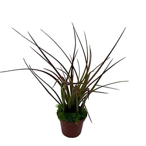 BubbleBlooms Mini Tillandsia Airplant Rooted in a 2 inch Pot with Green Moss Tiny Mini Pixie Plant
