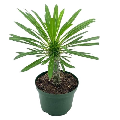 BubbleBlooms Madagascar Palm Pachypodium Geayi, 6 inch
