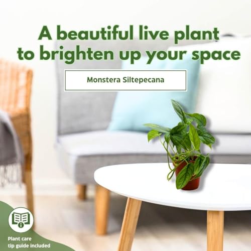 BubbleBlooms Monstera Siltepecana, Silver Leaf Monstera in 4 inch Pot